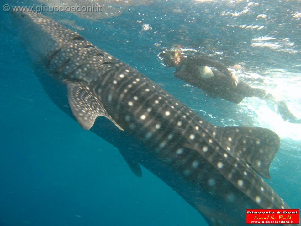 Djibouti - Whale Shark in the Gulf of Aden - 20.jpg